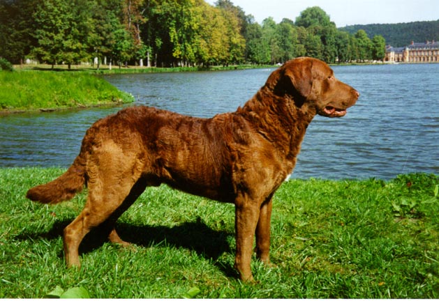 [color photograph of a Chesapeake Bay Retriever]