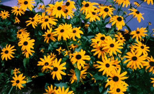 [color photograph of a Black-Eyed Susan]