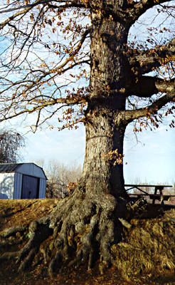 [color photograph of tree with above-ground roots]