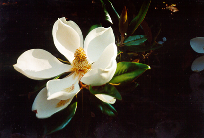 [color photograph of Magnolia blossom]