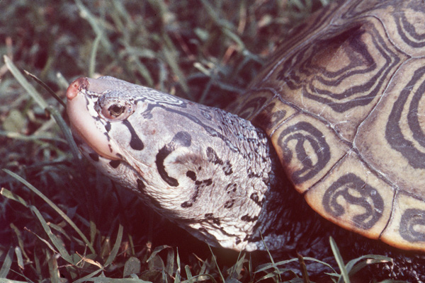 [color photo of a Diamondback Terrapin]