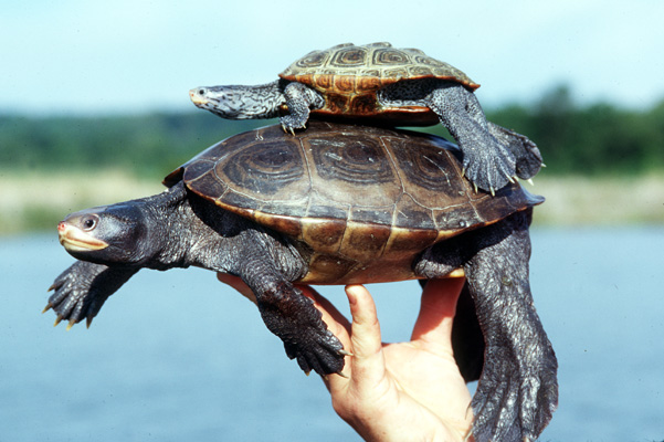 [color photo of a Diamondback Terrapin]