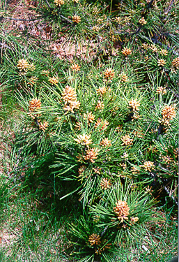 [color photograph of pine trees near Department of natural Resources]